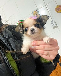 Delia 9weeks old Ready to leave