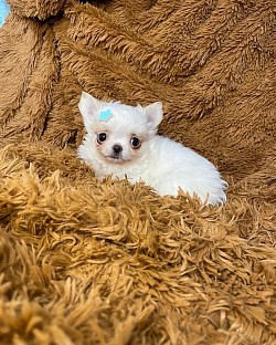 Bella 10weeks old