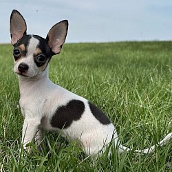 Jasine 11weeks old