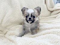 Fluffy hair Chihuahua 12weeks old ready to go