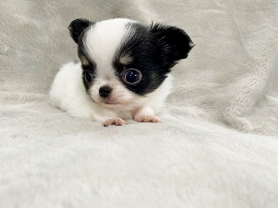 Dinis 9weeks old