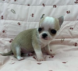 Milo 9weeks old