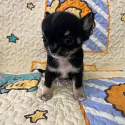 Winnie 9weeks old