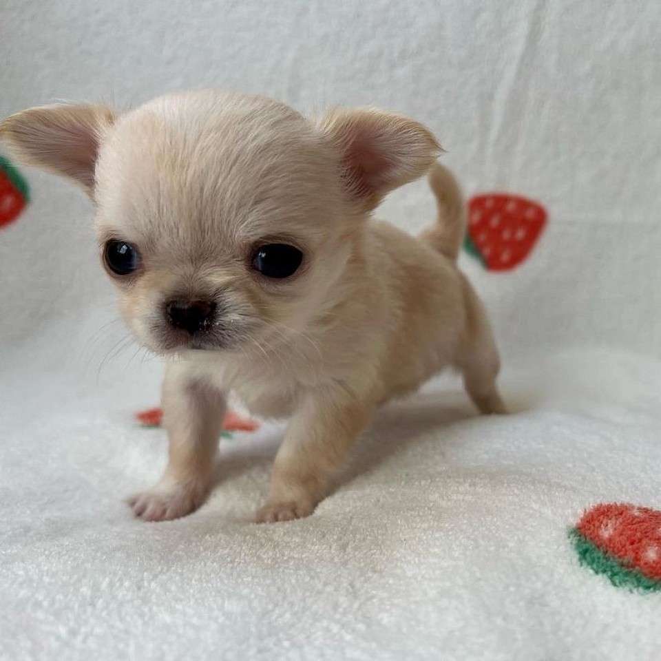 Meet Niko 10weeks old
