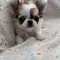 Alexis 8/9weeks old