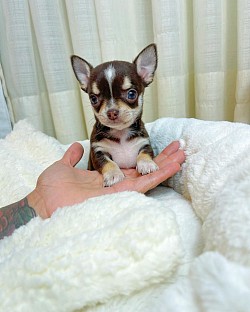 Roxann 10weeks old ready to go