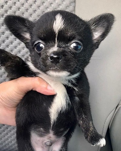 Mike-9weeks old
