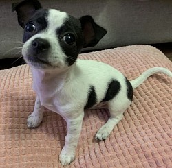 Micheal -10 weeks old