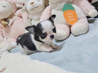 Hello meet  delia just 11weeks old
