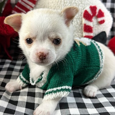 Hi, I'm Chester! I'm a 4-week-old male Chihuahua with a beautiful cream & white coat, born on October 17, which makes me a Libra sign. I'll be ready to go home to my forever family after December 12, once I'm grown enough to leave my litter. When I reach my adult size, I should weigh between 4–6 lbs. I'm AKC registered. My paws are ready to pitter-patter through your home and heart.