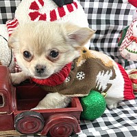 Hi, I'm Pacheco! I'm a 10-week-old male Chihuahua with a beautiful chocolate sabled fawn coat, born on September 6, which makes me a Virgo pup. I am ready now