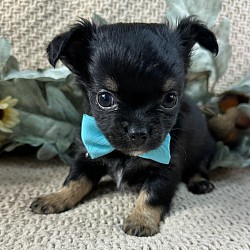 Hi, I'm Ripley! I'm a 10-week-old male Chihuahua with a beautiful black & tan coat