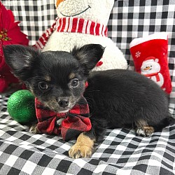 Hi, I'm Basil! I'm a 10-week-old male Chihuahua with a beautiful black & tan coat, born on September 7, which makes me a Virgo pup. I am ready now to plan my trip to my forever family. Once I reach my adult size, I'm expected to weigh between 4.5–6 lbs. I'm CKC registered. My playful spirit will bring joy and laughter to your home