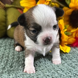 Hi, I'm Holly! I'm a 6-week-old female Chihuahua with a beautiful black sabled fawn coat, born on October 7, which makes me a Libra sign. I'll be ready to go home to my forever family after December 16, once I'm grown enough to leave my litter. When I reach my adult size, I should weigh between 4.5–6 lbs. I'm AKC registered. I'm all set to bring a little bit of joy and a lot of love.