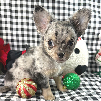 Hi, I'm Archer! I'm a 10-week-old male Chihuahua with a beautiful blue merle coat, born on September 10, which makes me a Virgo pup. I am ready now to plan my trip to my forever family. Once I reach my adult size, I'm expected to weigh between 3.5–6 lbs. I'm CKC registered. Not only am I cute, but I also have a great personality too. Before arriving home, I will be up to date on my vaccinations and be pre-spoiled.