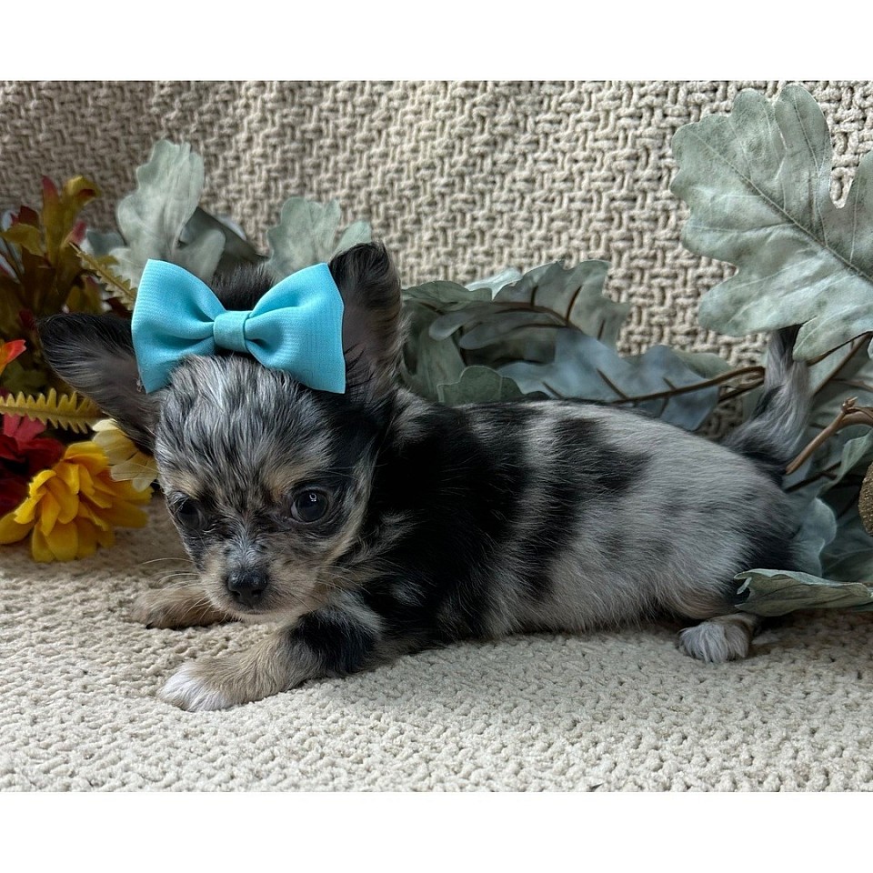 Hi, I'm Hannah! I'm a 10-week-old female Chihuahua with a beautiful blue merle coat